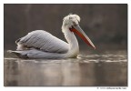 Pellicano riccio Pellicano riccio