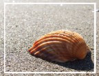 Solitario Solitario