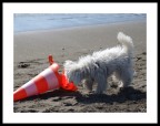 Pericolo Cani! Pericolo Cani!