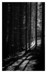 filtra la luce filtra la luce