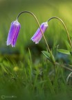 Anemone hortensis allo specchio Anemone hortensis allo specchio