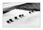 Gli alberi Gli alberi