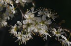 fiorellini di primavera fiorellini di primavera