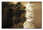 cactus #1 cactus #1
