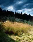Terre di Siena 3 Terre di Siena 3