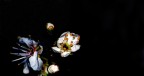 prunuselvatico prunuselvatico