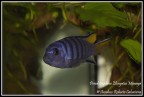 Pseudotropheus Elongatus Mpanga Pseudotropheus Elongatus Mpanga