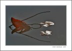 riflessi riflessi