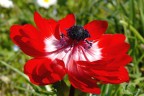 Anemone rosso