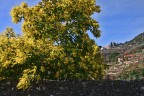 ...PRIMAVERA... ...PRIMAVERA...