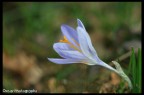 soft flower.. soft flower..