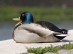 anatra anatra