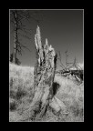 graveyard by ....... graveyard by .......