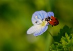 Piccole coccinelle crescono Piccole coccinelle crescono
