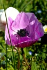 Tempo di anemoni Tempo di anemoni