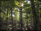 Into the woods... Into the woods...