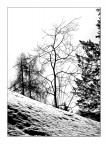 Arbusto in b/n Arbusto in b/n