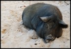 sonno pesante sonno pesante