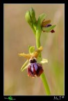 Ophrys Garganica Ophrys Garganica