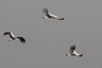 Fly in Grey Sky....
