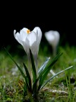 Crocus Crocus