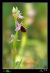 Ophrys bertolonii o explanata? Ophrys bertolonii o explanata?