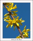 Giallo su blu