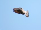 tortora in volo... tortora in volo...