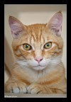 Il mio felino domestico Il mio felino domestico