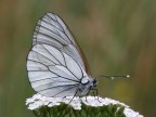 Aporia crataegi Aporia crataegi