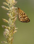 Heteropterus morphaeus Heteropterus morphaeus