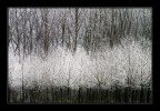 Infiorescenze invernali Infiorescenze invernali