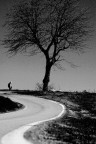 Albero Albero