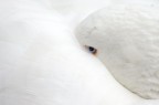 Lo sguardo Lo sguardo