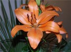 Un fiore x Te Un fiore x Te
