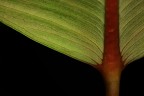pianta pianta