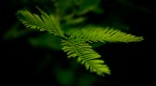mimosa mimosa