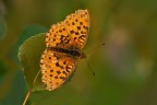 Nympalidae nella luce serale Nympalidae nella luce serale