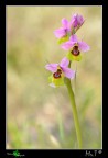Ophrys tenthredinifera