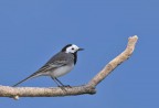 Ballerina bianca (Motacilla alba Ballerina bianca (Motacilla alba