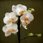 Fotocamera:  	Canon EOS 450D
Esposizione: 	0,25 sec (1/4)
Aperture: 	f/4.5
Lente: 	135 mm eq.
ISO: 	200
Mano libera

Suggerimenti e critiche ben accetti.