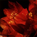 Analogica, cibachrome, copia unica stampata a mano.
Marzo 1981 - Vintage print
Hasselblad 500 ELM - 80 mm + tubo di prolunga
Agfachrome 50