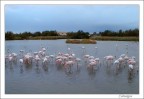 fenicotteri della camargue fenicotteri della camargue