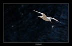 Flying Away Flying Away