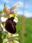 Ophrys Exaltata 2