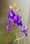Violette Violette
