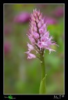 Orchis italica