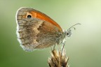 Maniola jurtina - Satiride Maniola jurtina - Satiride