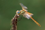 Libellula Libellula