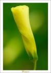 Flower Flower
